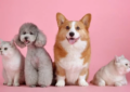 ¿Cuál es el perro más pequeño del mundo?