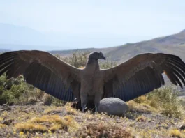 Liberaron a un cóndor rescatado en el norte neuquino