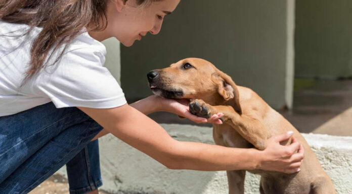Presentamos un Proyecto de Ley para la Protección y el Bienestar Animal en la Pampa