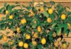 El árbol Ideal para Patios Pequeños: Da Frutos Casi Todo el Año y No Rompe Veredas