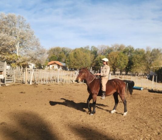 Alcanzó Desde Suiza, Escucha a los Caballos, Es Experta en Doma Natural y Ayuda a las Personas