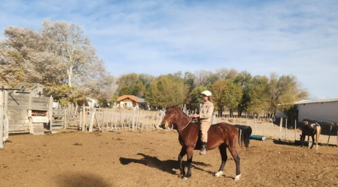 Alcanzó Desde Suiza, Escucha a los Caballos, Es Experta en Doma Natural y Ayuda a las Personas