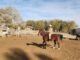 Alcanzó Desde Suiza, Escucha a los Caballos, Es Experta en Doma Natural y Ayuda a las Personas