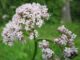 Valeriana. Qué Es, para que Sirve y sus Contraindicaciones