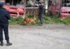 Macabro Hallazgo de Restos Humanos en una Zona de Bariloche