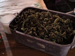 Un Control Sobre Ruta 22 Destapó una Trama Narco Entre Neuquén y Río Negro: 14 Kilos de Marihuana y Dos Imputados