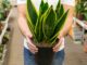Ola de Calor en México: 3 Plantas que Puedes Tener en Tu Casa para Refrescarla