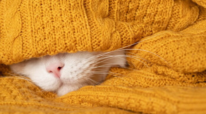 ¿Cómo Saber Si Tu Gato Tiene Frío? las Señales que Lo Demuestran y Como Solucionarlo