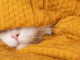 ¿Cómo Saber Si Tu Gato Tiene Frío? las Señales que Lo Demuestran y Como Solucionarlo