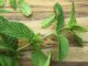 Menta: los Impresionantes Beneficios de Esta Planta