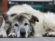 ¿cómo Frenar el Desgaste Físico en los Perros Mayores de Acuerdo a su Tamaño?