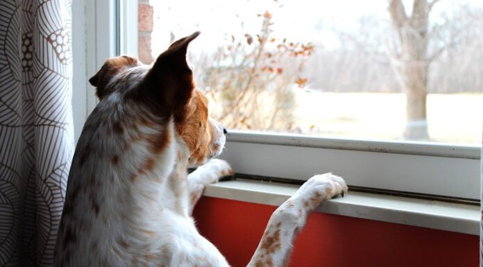 Cuál es el límite de horas que podés dejar solo a tu perro en casa