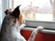 Cuál es el límite de horas que podés dejar solo a tu perro en casa