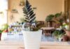 Las 3 Plantas que Marcan Tendencia en Interiores en 2026: Fáciles de Cuidar y de ágil Crecimiento